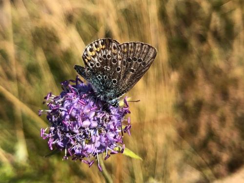Réf. 307 931 : Plebejus sp.