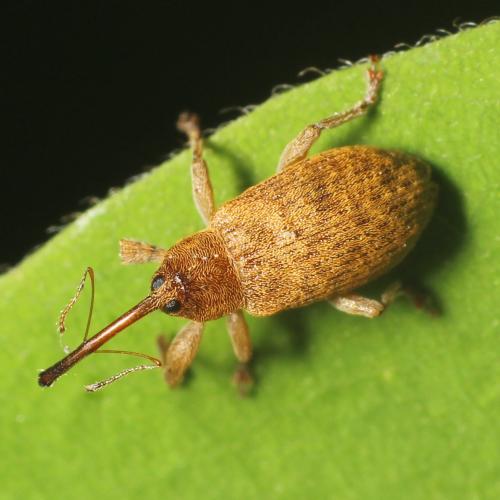Réf. 307 371 : Dorytomus filirostris