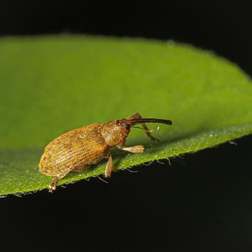 Réf. 307 370 : Dorytomus filirostris
