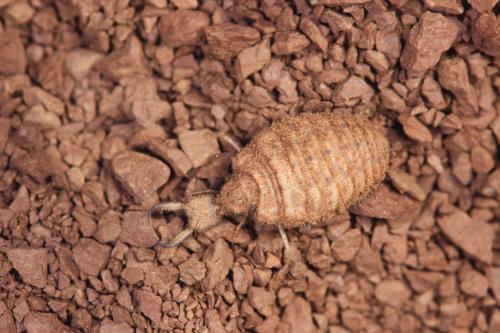 Myrmecaelurus trigrammus