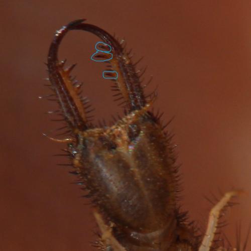 Réf. 307 756 : Myrmecaelurus trigrammus