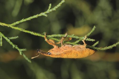 Lixus pulverulentus