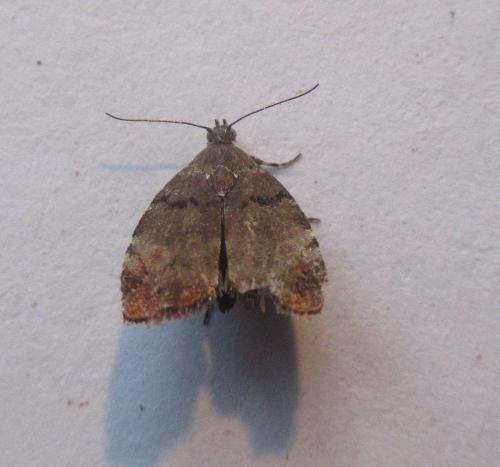Choreutis pariana