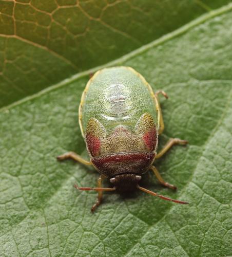 Réf. 307 332 : Piezodorus lituratus