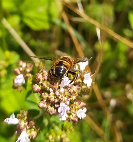 Eristalis tenax