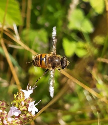 Eristalis tenax