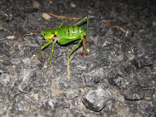 Réf. 307 183 : Antaxius sorrezensis