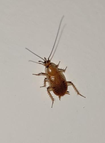 Ectobius sp.