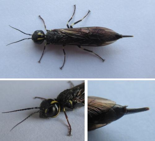 Xiphydria longicollis