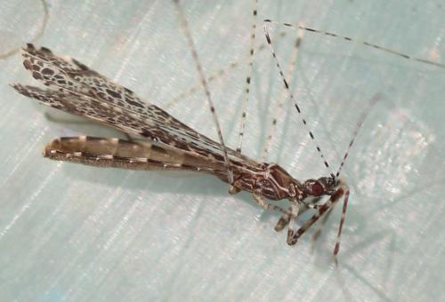 Réf. 307 171 : Empicoris sp.