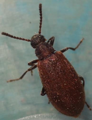 Réf. 307 181 : Lagria rugosula