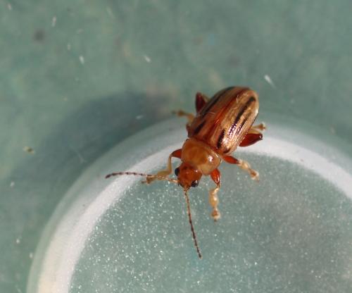 Réf. 307 245 : Arrhenocoela lineata