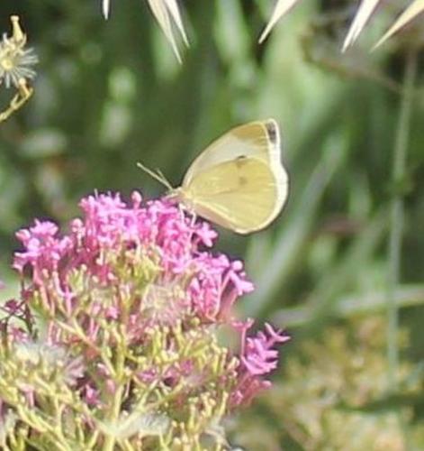 Pieris rapae
