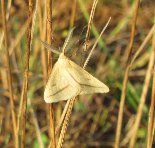 Aspitates gilvaria