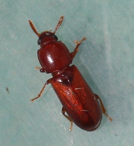 Corticeus pini