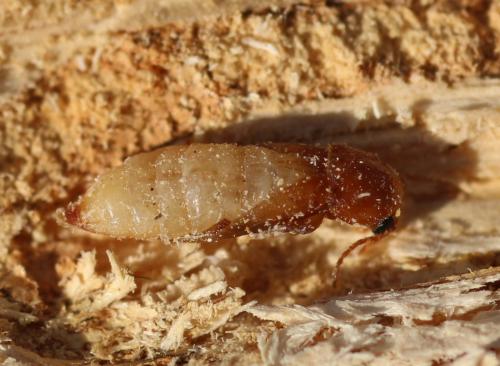 Phloiotrya tenuis