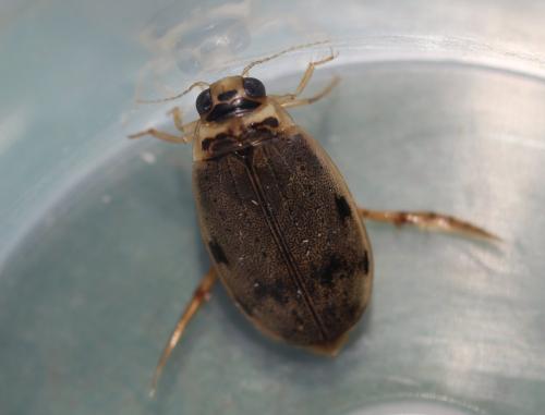 Eretes griseus