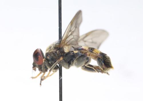Chalcosyrphus nemorum