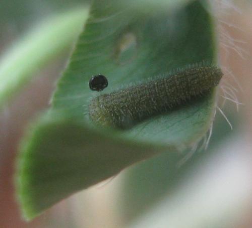 Réf. 307 302 : Colias croceus
