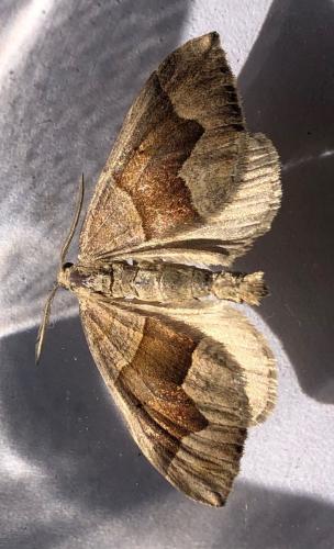 Réf. 307 223 : Scotopteryx sp.
