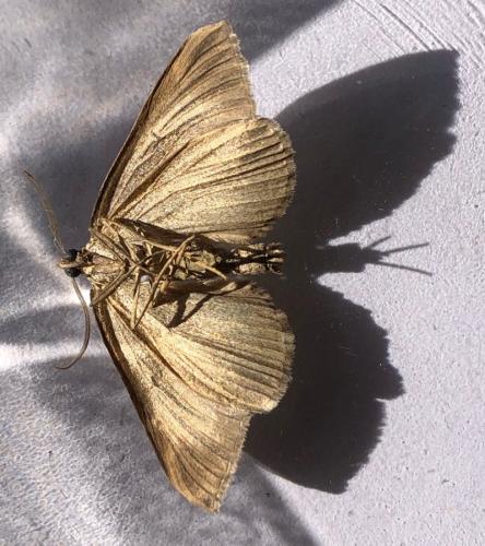 Réf. 307 224 : Scotopteryx sp.