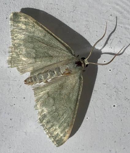 Réf. 307 491 : Pseudoterpna pruinata