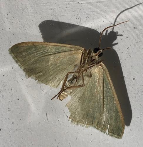 Réf. 307 493 : Pseudoterpna pruinata