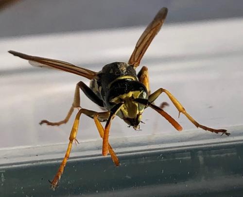 Polistes sp.
