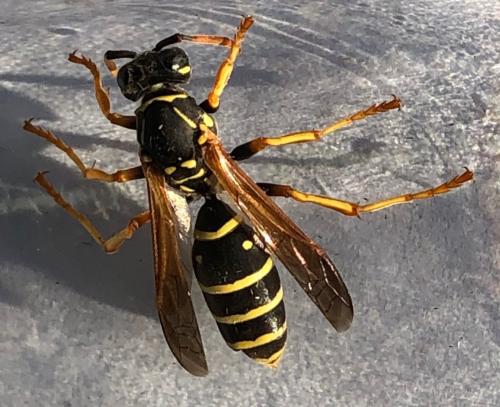 Polistes sp.