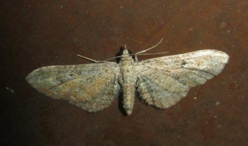 Réf. 307 511 : Eupithecia icterata