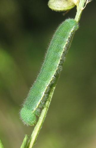Réf. 307 584 : Colias hyale