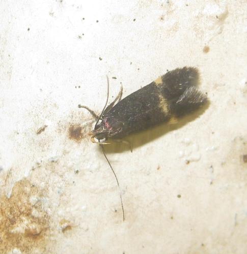Oxypteryx atrella