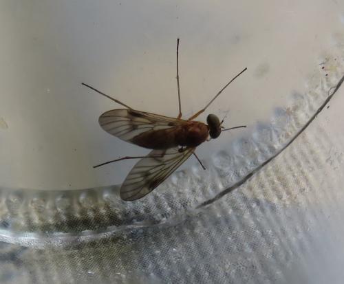 Réf. 307 776 : Chrysopilus laetus