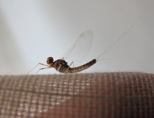 Réf. 307 953 : Cloeon dipterum