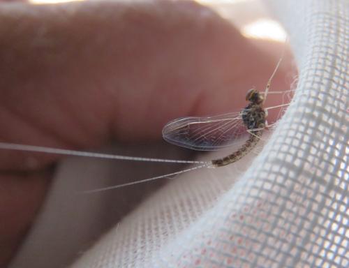 Cloeon dipterum