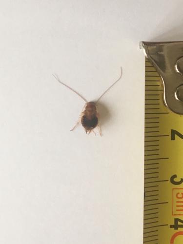 Planuncus vinzi