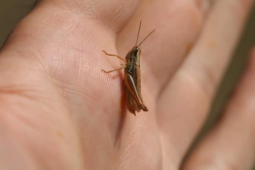 Réf. 307 129 : Euchorthippus declivus