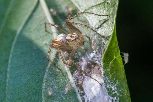 Réf. 307 082 : Oxyopes lineatus