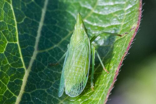 Dictyophara europaea