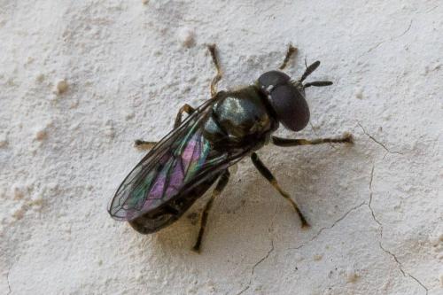 Pipizella sp.