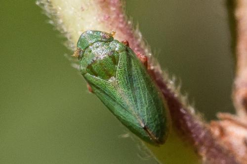 Tettigometra virescens