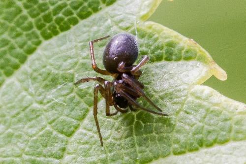 Erigoninae