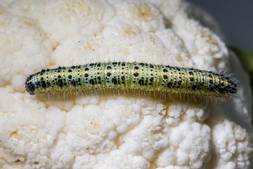 Réf. 307 357 : Pieris brassicae