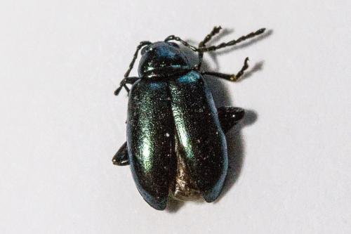 Réf. 307 507 : Altica sp.