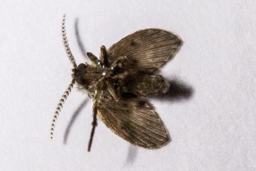 Clogmia albipunctata