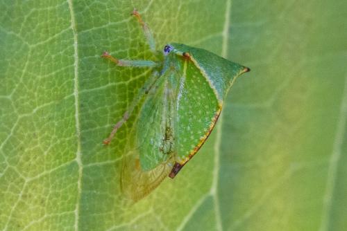 Réf. 307 845 : Stictocephala bisonia