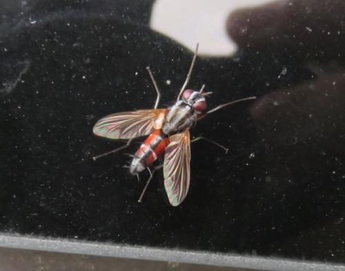 Réf. 307 128 : Mintho rufiventris