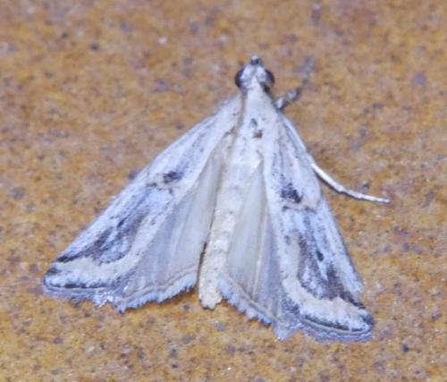 Pempelia sp.