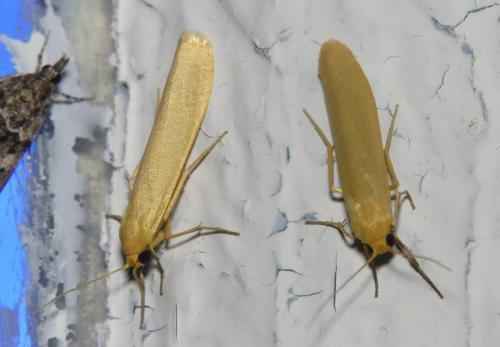 Réf. 307 765 : Eilema pygmaeola