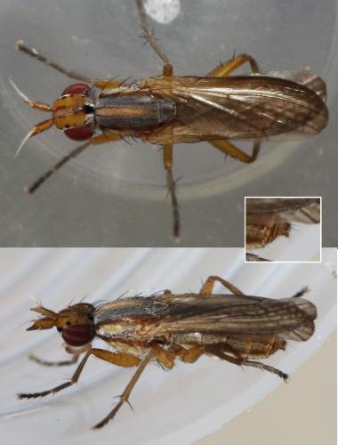 Limnia unguicornis